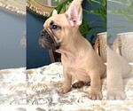 Small Photo #4 French Bulldog Puppy For Sale in CLAYTON, CA, USA
