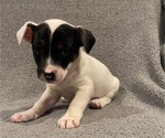 Small Jack Russell Terrier