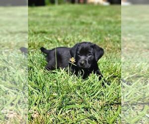 Labrador Retriever Puppy for sale in APPOMATTOX, VA, USA