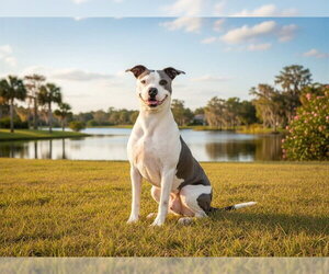 American Staffordshire Terrier Dogs for adoption in Tavares, FL, USA