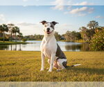 Small American Staffordshire Terrier