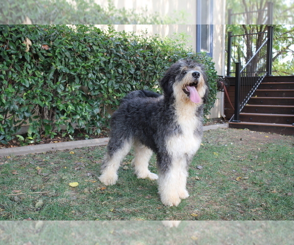 Medium Photo #1 Bernedoodle Puppy For Sale in PLACERVILLE, CA, USA