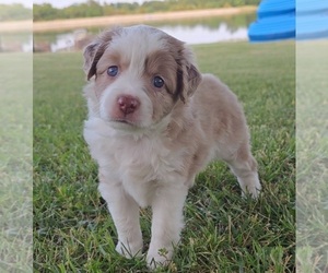 Miniature Australian Shepherd Puppy for sale in HOLTS SUMMIT, MO, USA
