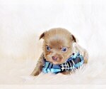 Puppy Nikola Chihuahua