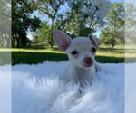 Small Photo #8 Chihuahua Puppy For Sale in HOUSTON, TX, USA