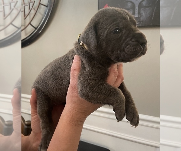 Medium Photo #2 Cane Corso Puppy For Sale in BAKERSFIELD, CA, USA