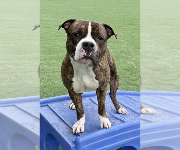 Medium Photo #2 American Pit Bull Terrier-Unknown Mix Puppy For Sale in Spring Lake, NJ, USA