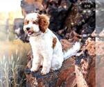 Small #12 Goldendoodle