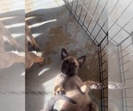 Small #4 America Bandogge Mastiff-American Bandogge Mix