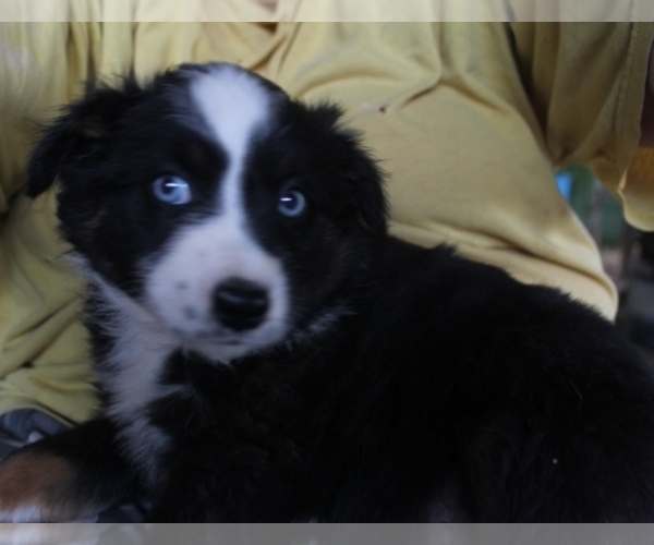 Medium Photo #3 Australian Shepherd Puppy For Sale in LEXINGTON, AL, USA
