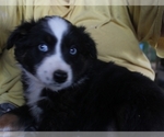 Small Photo #3 Australian Shepherd Puppy For Sale in LEXINGTON, AL, USA