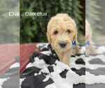 Puppy Puppy 6 charlie Goldendoodle