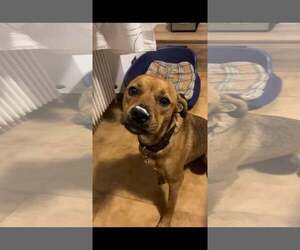 Labrador Retriever-Unknown Mix Dogs for adoption in Stephens City, VA, USA