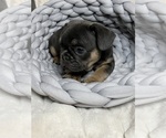 Small #5 French Bulldog