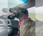 Small #5 American Pit Bull Terrier