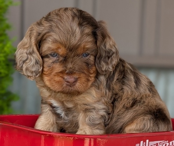 Medium Photo #26 Cockapoo (Miniature) Puppy For Sale in GOSHEN, IN, USA
