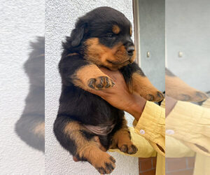 Rottweiler Puppy for Sale in LOS ANGELES, California USA