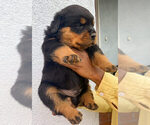 Image preview for Ad Listing. Nickname: GERMAN Rotty
