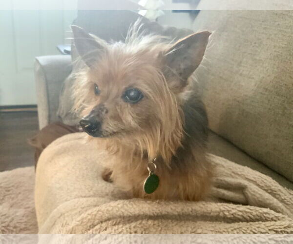 Medium Photo #1 Mutt Puppy For Sale in Rootstown, OH, USA