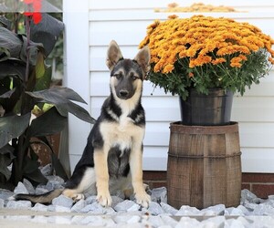 German Shepherd Dog-Siberian Husky Mix Puppy for sale in FREDERICKSBG, OH, USA