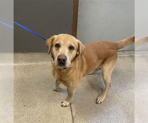 Labrador Retriever-Unknown Mix Dogs for adoption in Tallahassee, FL, USA