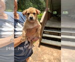 Small #1 Mutt