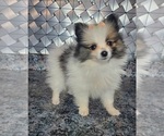 Small Photo #1 Pomeranian Puppy For Sale in GOSHEN, IN, USA