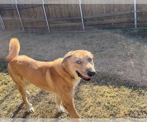 Great Pyrenees-Unknown Mix Dogs for adoption in Plano, TX, USA