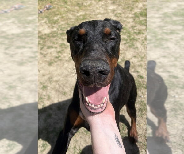 Medium Photo #1 Doberman Pinscher Puppy For Sale in Glen Allen, VA, USA
