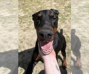 Doberman Pinscher Dogs for adoption in Glen Allen, VA, USA