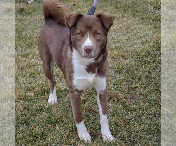 Medium Photo #3 Chocolate Labrador retriever-Siberian Husky Mix Puppy For Sale in Huntley, IL, USA