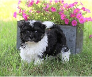 Havanese Puppy for sale in FREDERICKSBG, OH, USA