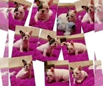 Small Photo #2 French Bulldog Puppy For Sale in Mariupol, Donetsk, Ukraine
