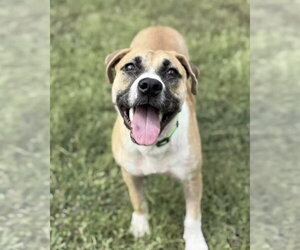 American Pit Bull Terrier-Labrador Retriever Mix Dogs for adoption in Brewster, NY, USA