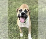 Small American Pit Bull Terrier-Labrador Retriever Mix