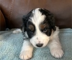 Puppy Puppy 3 Miniature Australian Shepherd