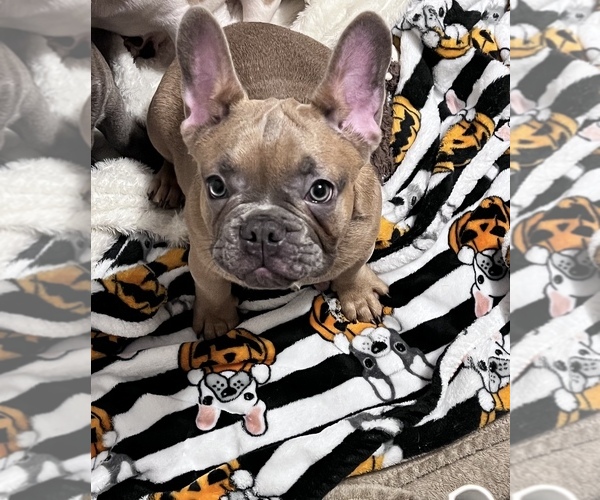 Medium Photo #2 French Bulldog Puppy For Sale in PARAGOULD, AR, USA