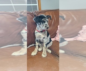 Catahoula Leopard Dog-Siberian Husky Mix Puppy for sale in HARTFORD, WI, USA