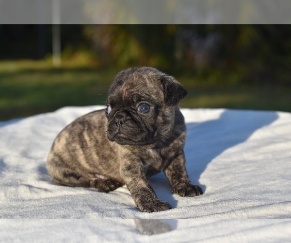 Medium Photo #2 Pug Puppy For Sale in PALM COAST, FL, USA