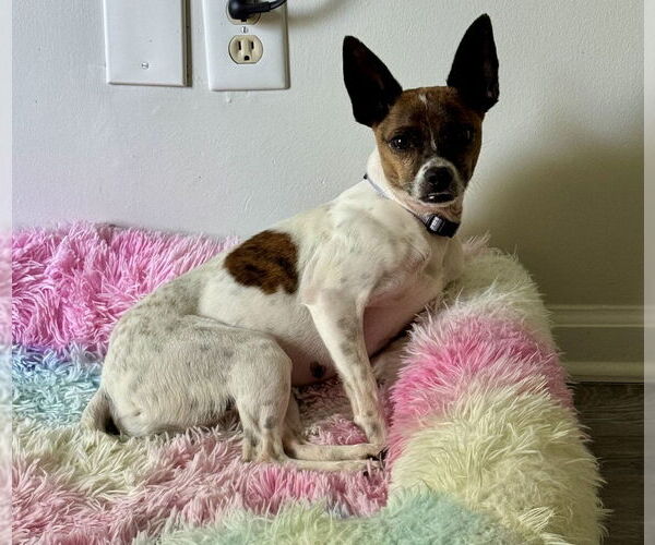 Medium Photo #3 Jack Chi Puppy For Sale in Mooresville, NC, USA