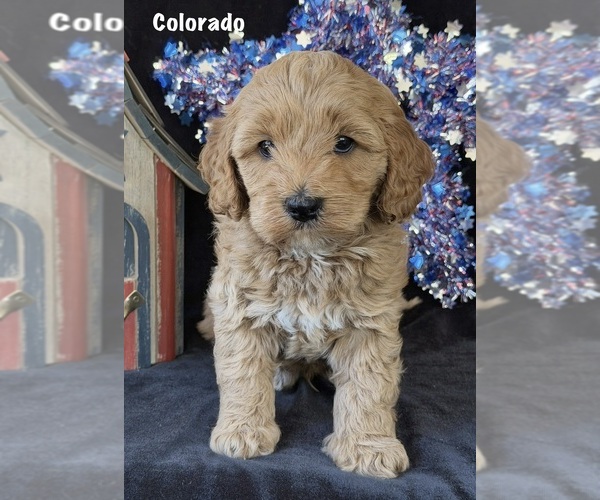 Medium Photo #1 Australian Labradoodle Puppy For Sale in WASH, NC, USA