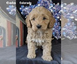 Puppy Colorado Australian Labradoodle