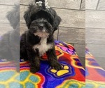 Small Photo #2 Aussie-Poo-Poodle (Miniature) Mix Puppy For Sale in RICHMOND, IL, USA