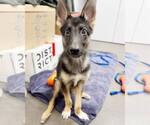 Small #2 German Shepherd Dog Mix