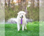 Small #3 Great Pyrenees