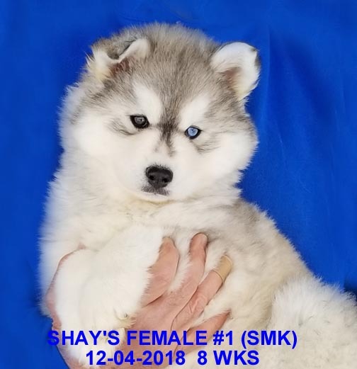 Medium Photo #6 Siberian Husky Puppy For Sale in MANILLA, IA, USA
