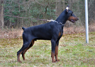 Father of the Doberman Pinscher puppies born on 01/29/2019