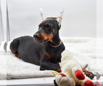 Small #6 Doberman Pinscher