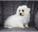 Small Photo #25 Bichon Frise Puppy For Sale in WAKARUSA, IN, USA