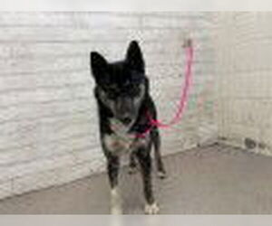 German Shepherd Dog-Unknown Mix Dogs for adoption in San Bernardino, CA, USA